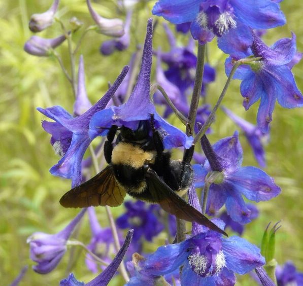 Bee on Plant with Purple Flowers